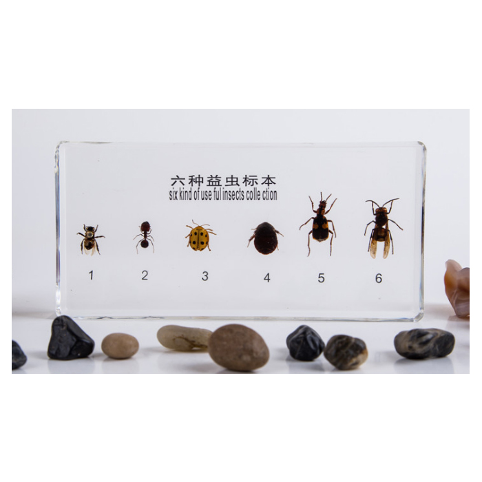 �������걾