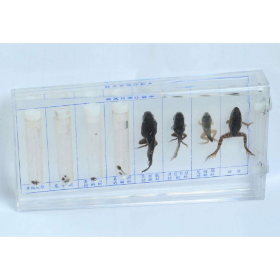 43053�ܷ���˳��걾