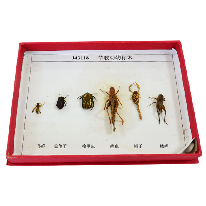 43118��֫����걾