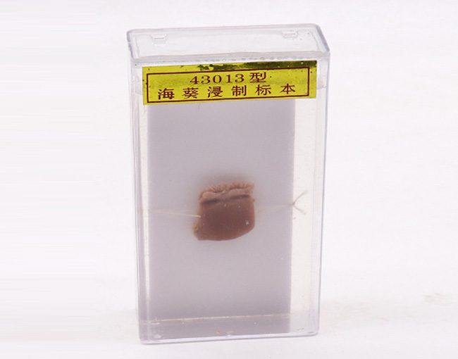 �����걾