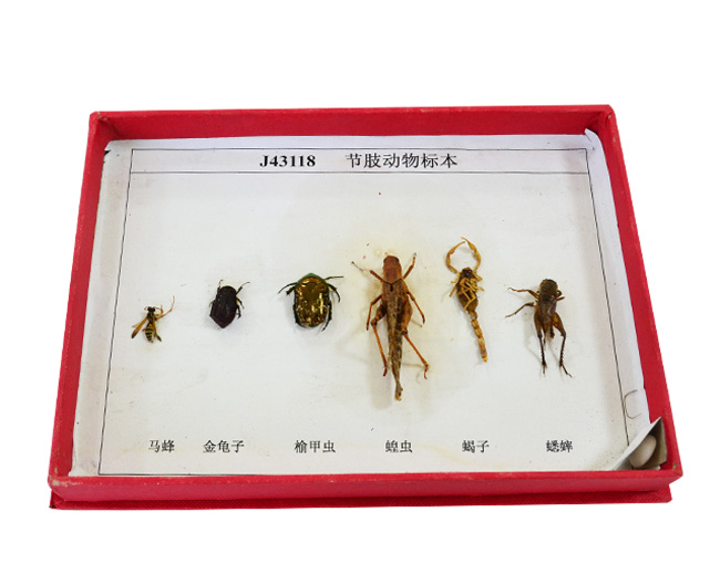 43118��֫����걾