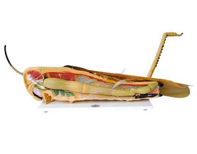 33101�ȳ����ģ��