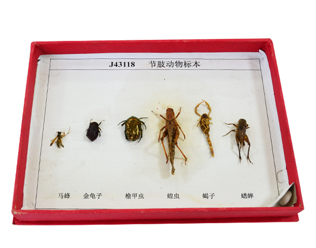 43118��֫����걾