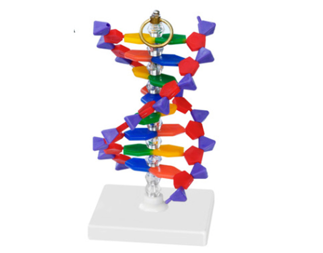 33306DNA�ṹģ��