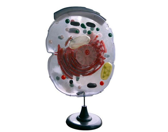 33302ϸ������΢�ṹģ��